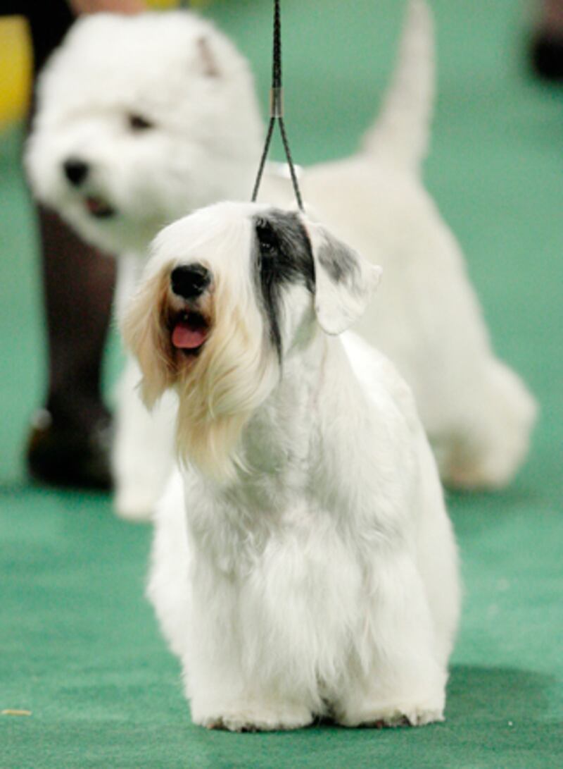 galleries/2011/02/14/2011-westminster-dog-show/westminster-dogs---sealyham-terrier_xyvakx