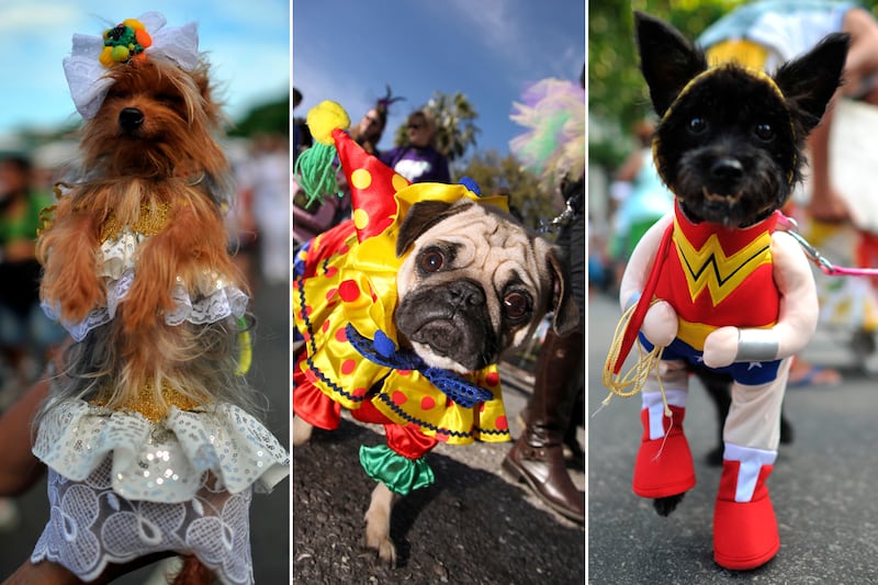 galleries/2012/02/21/dogs-celebrate-carnival-and-mardi-gras-photos/mardi-gras-dog-parade-introjpg_yzrqrd