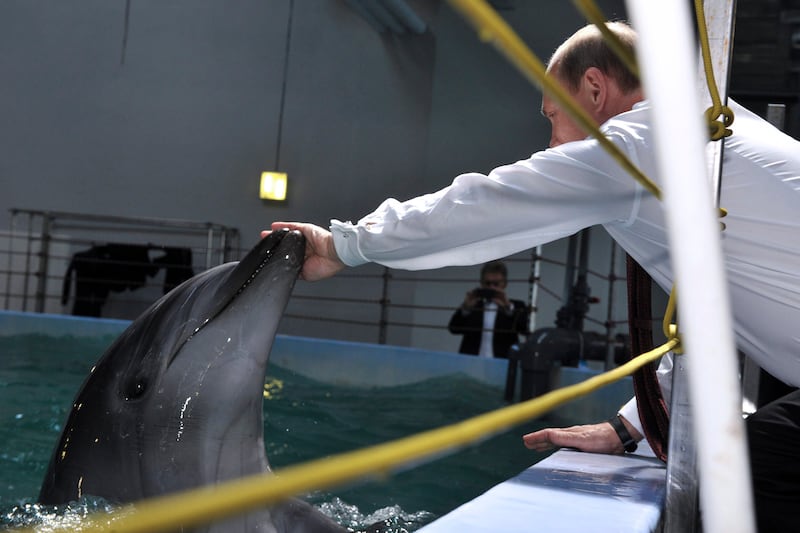 galleries/2013/09/05/17-photos-of-putin-schmoozing-with-animals-photos/130904-putin-dolphin_kq6bmp