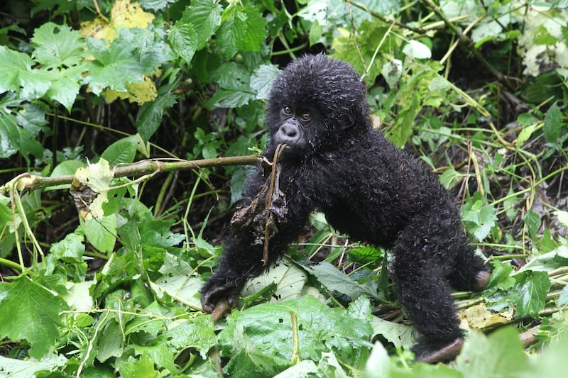 galleries/2014/04/25/the-battle-for-the-world-s-last-mountain-gorillas-photos/140425-virunga-park3_vqxmr0