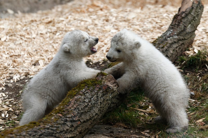 galleries/2014/03/20/twin-baby-polar-bears-make-their-munich-zoo-debut-photos/140320-polar-bear4_oeatte