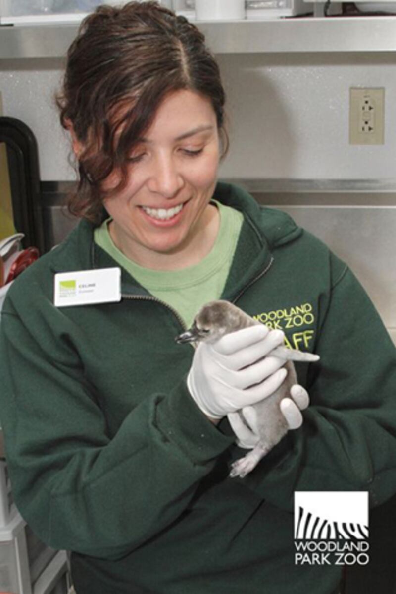 galleries/2012/04/25/happy-world-penguin-day-celebration-of-the-headline-making-creatures-photos/penguin-headlines-woodland-park_k7nvrt