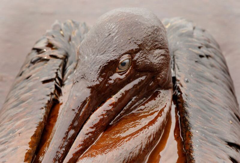 galleries/2010/05/26/shocking-oil-spill-scenes/oil-3-1_pavakt