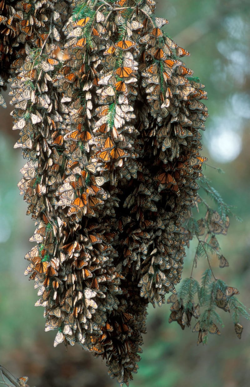 220107-mexico-butterfly-embed-2_bdmwzj