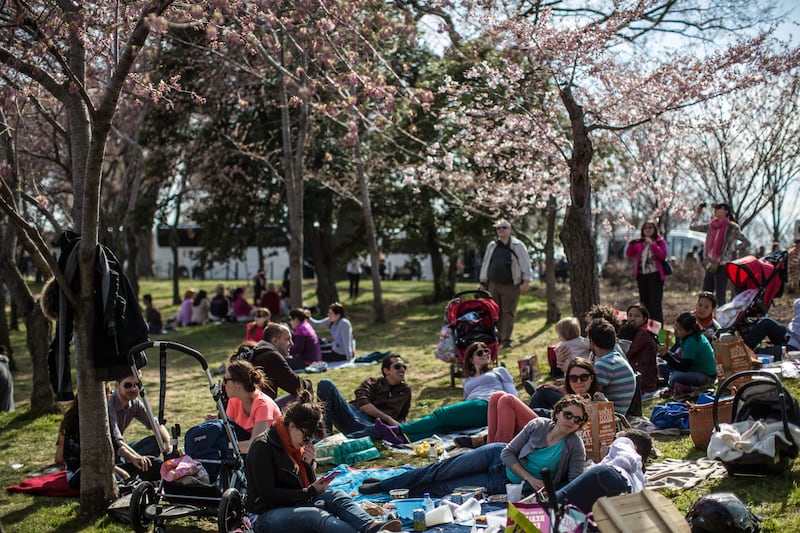 galleries/2013/04/11/spring-in-bloom-around-the-world/130410-spring-washington-dc-01_ktvnzp