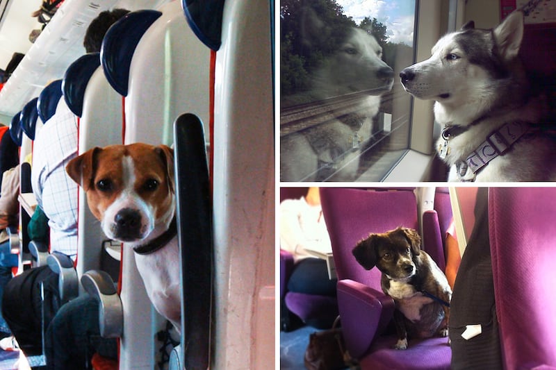 galleries/2013/08/23/dogs-on-trains-photos/130822-dogs-on-trains-tease_idzoqr