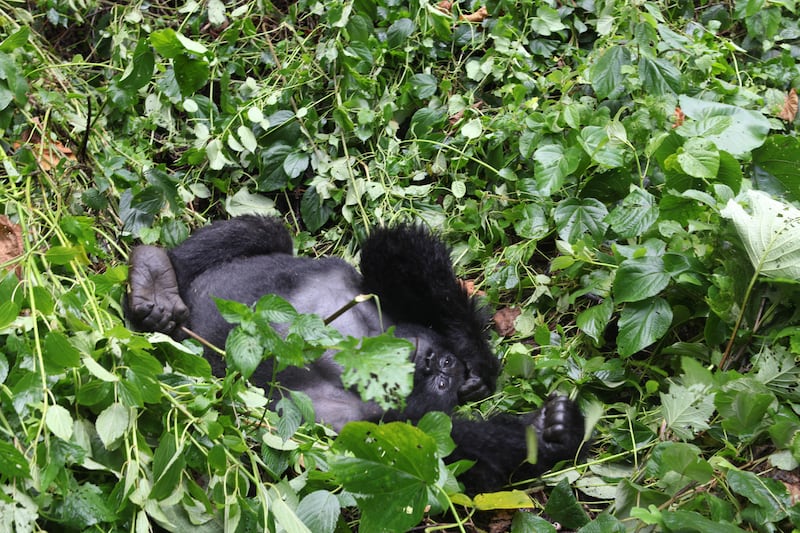 galleries/2014/04/25/the-battle-for-the-world-s-last-mountain-gorillas-photos/140425-virunga-park10_sy6z2k