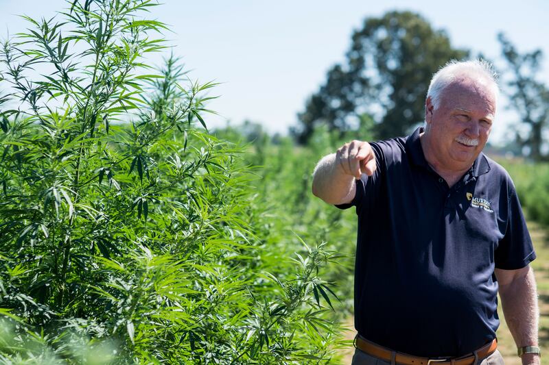 Tony Brannon talks about hemp production