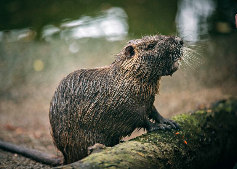 ROUS5_Nutria_also_known_as_a_swamp_rat_is_a_semi-aquatic_rodent_native_to_South_America._After_being_introduced_to_Louisiana_its_destructive_feeding_behaviors_have_made_this_invasive_species_a_scourge_of_the_swamp_preview_lwchli