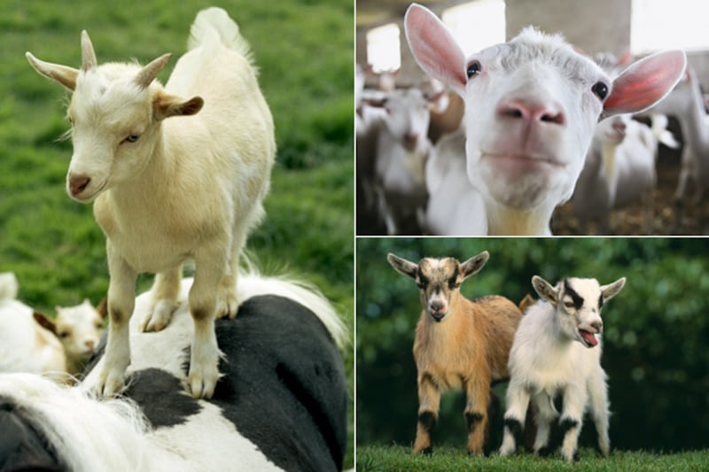 galleries/2012/02/16/goats-have-accents-and-other-strange-goat-facts-photos/goat-facts-tease_kelmtw