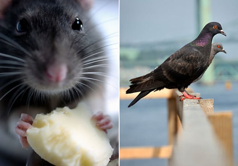 galleries/2010/11/28/animal-iqs/animal-iqs---rats-pigeons_wjh6ae