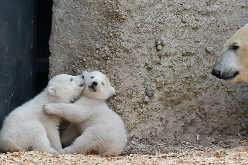 galleries/2014/03/20/twin-baby-polar-bears-make-their-munich-zoo-debut-photos/140320-polar-bear5_grynjy