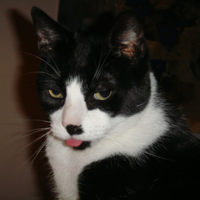 galleries/2011/07/29/kitler-and-other-cats-that-look-like-hitler/hitler-cats-11_rwzk4t