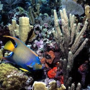 Florida’s coral reefs are being threatened by record ocean temperatures. 