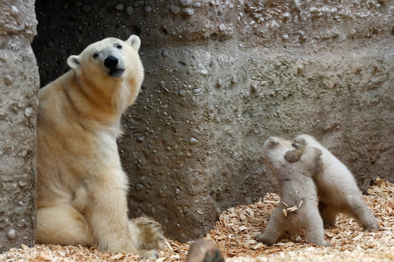 galleries/2014/03/20/twin-baby-polar-bears-make-their-munich-zoo-debut-photos/140320-polar-bear2_xovhmx