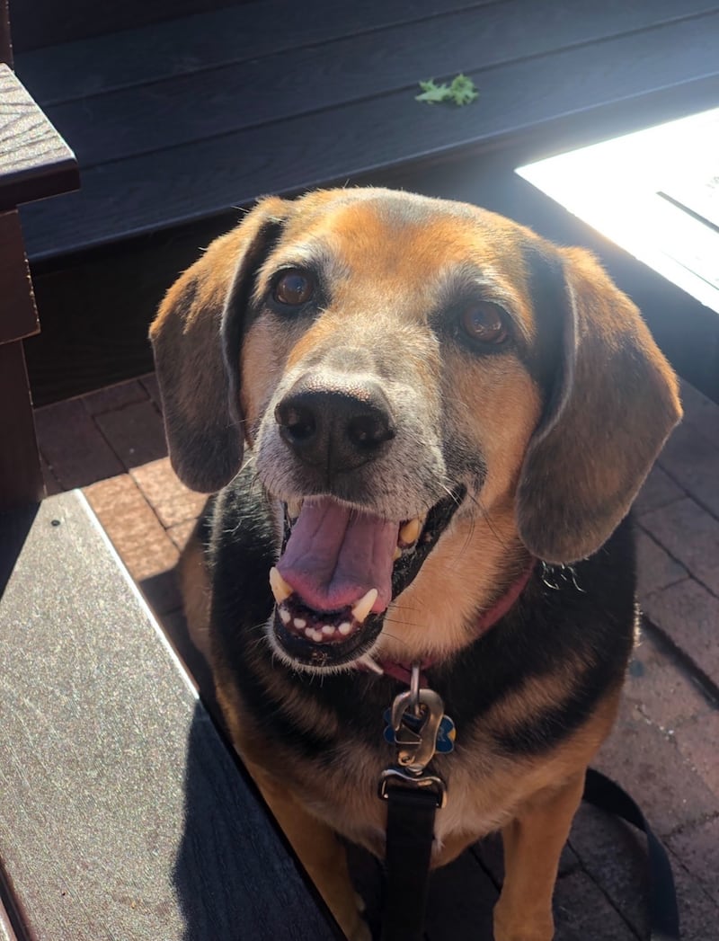 A small brown and black dog smiles at the camera.