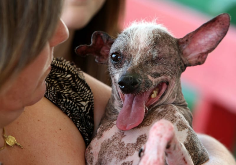 galleries/2009/06/28/worst-in-show-the-best-of-the-world-s-ugliest-dog-contest/ugly-dogs-04_nkp88y