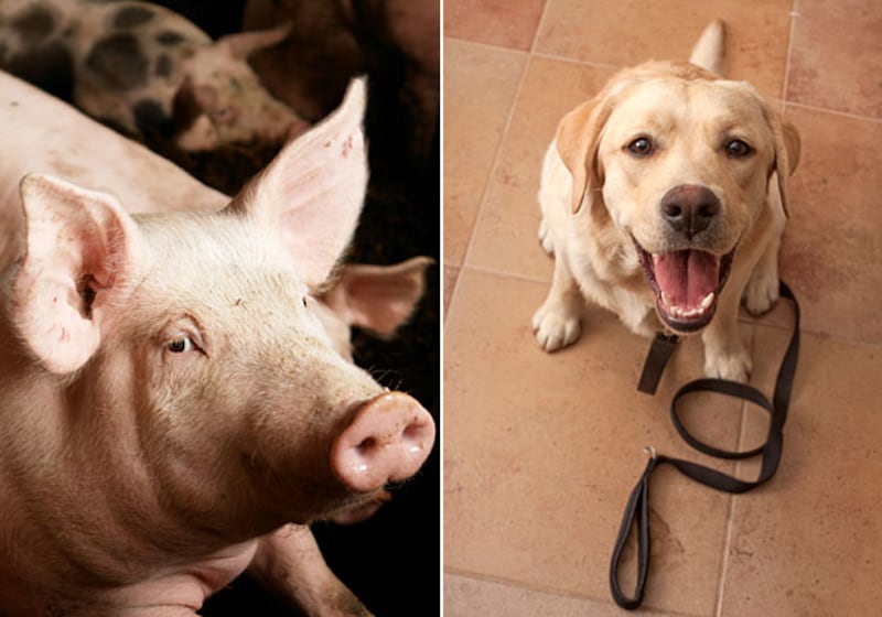 galleries/2010/11/28/animal-iqs/animal-iqs---pigs-dogs_zl4lfa