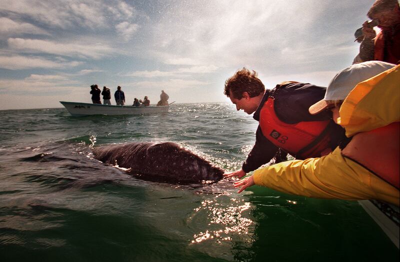 Robert Kennedy Jr. reaches out and pets a whale as part of an environmental meeting and whale watch at San Ignacio Lagoon in Mexico.