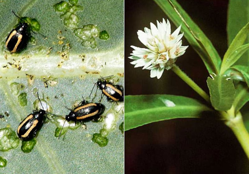 galleries/2010/04/22/animal-face-offs/animal-face-off---flea-beetle-and-alligator-weed_b0fd1u