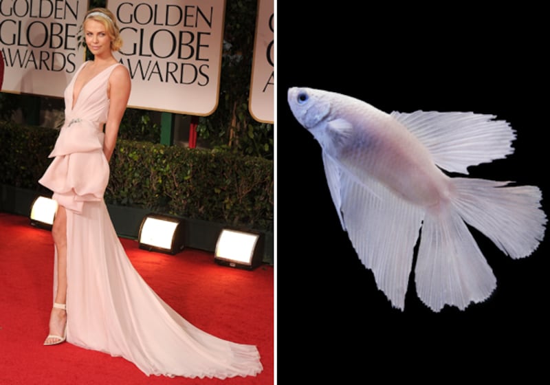 galleries/2012/01/17/fishtail-dresses-at-the-golden-globes-and-the-fish-that-inspired-them-photos/fishtails-theron-white-betta_g06vf9