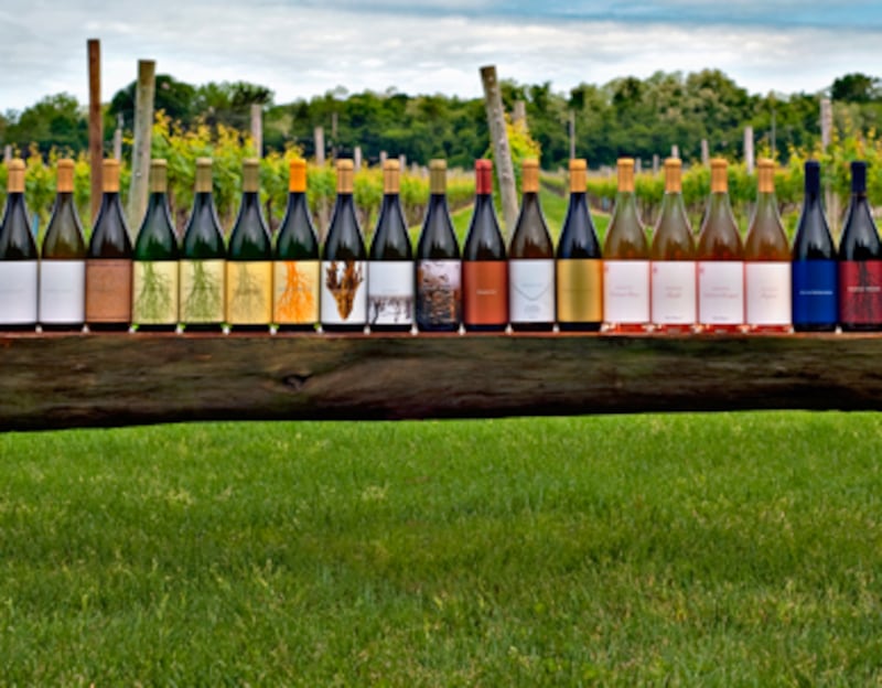 articles/2010/10/18/wine-harvest-on-long-island-channing-daughters-winery/menin-wine-harvest_133970_c6t0rs