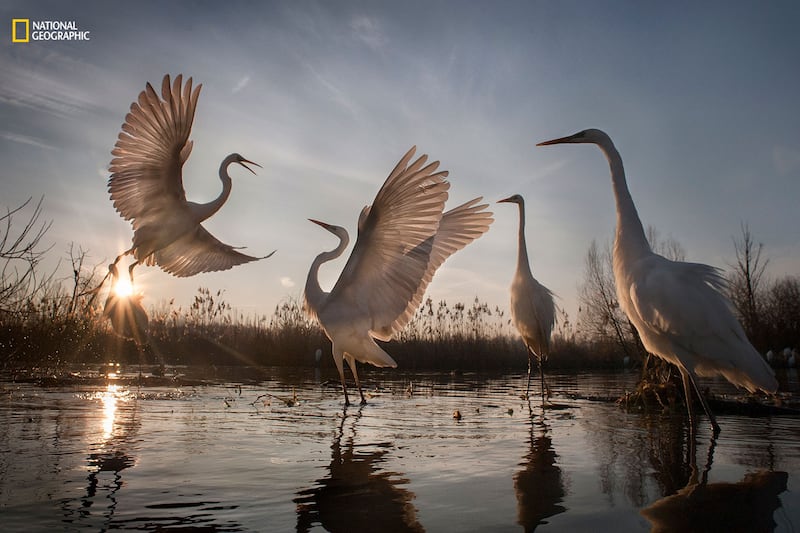 galleries/2016/12/13/national-geographic-nature-photographer-of-the-year-winners/161212-NGNP-19-embed-zsolt-kudich-ngnp-action3_mpr2y2