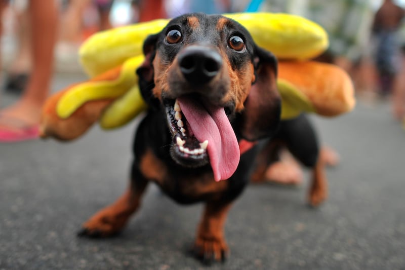 galleries/2012/02/21/dogs-celebrate-carnival-and-mardi-gras-photos/mardi-gras-dog-parades-solomon-01_hprusy