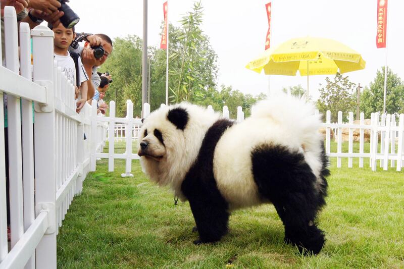 articles/2012/07/08/china-s-dog-dyeing-craze-once-shunned-pet-pooches-now-embraced/chinas-painted-dogs-liu-article-1_xgsd6m