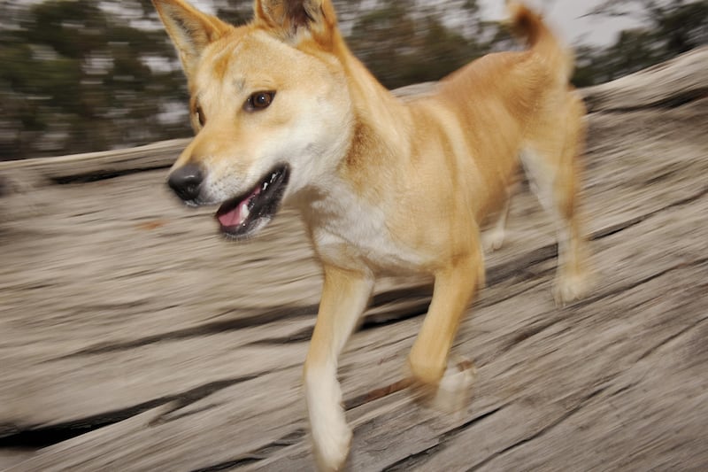 articles/2012/06/12/pets-or-predators-10-things-on-australia-s-famous-dog-the-dingo/dingo-facts-tease_bm6sxn