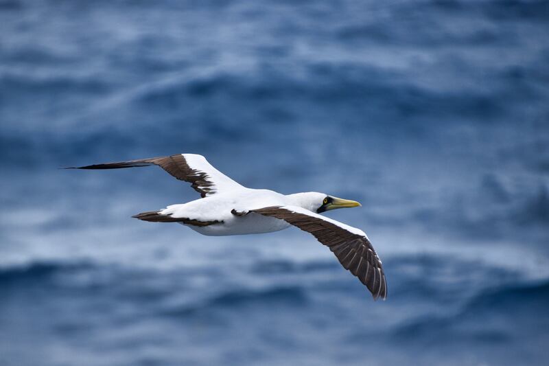 221125-caribbean-ship-embed-masked-booby_kbkhby