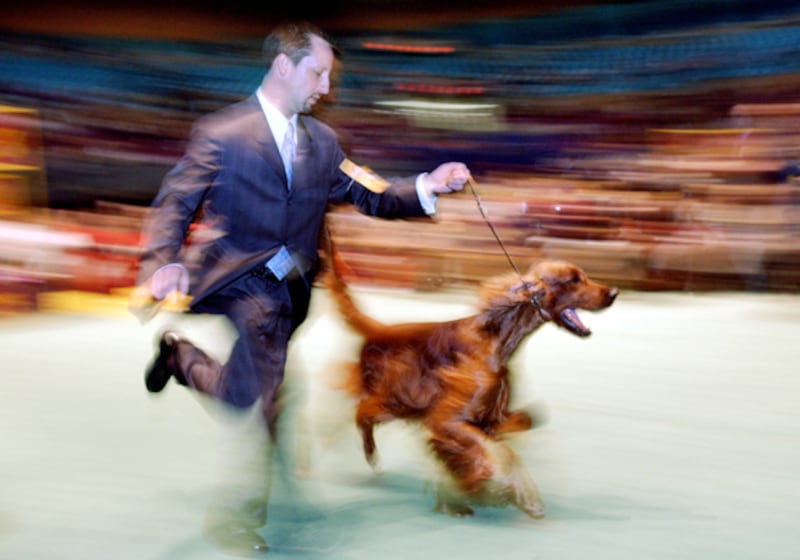 galleries/2011/02/14/2011-westminster-dog-show/westminster-dogs---irish-setter_bexyg6