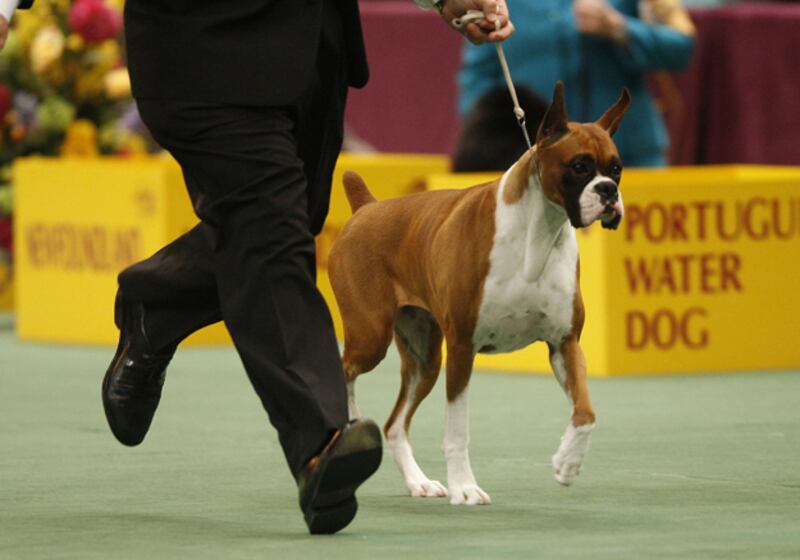 galleries/2011/02/14/2011-westminster-dog-show/westminster-dogs---boxer_f60tx5