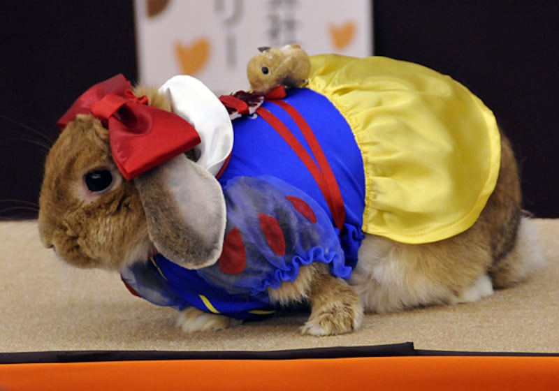 galleries/2011/04/21/rabbits-in-costumes/rabbits-in-costume-5_iya6xv