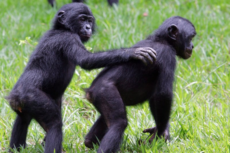 articles/2013/04/05/what-can-animals-teach-us-about-our-morality/130403-bonobo-and-atheist-herrit-tease_fsmppr