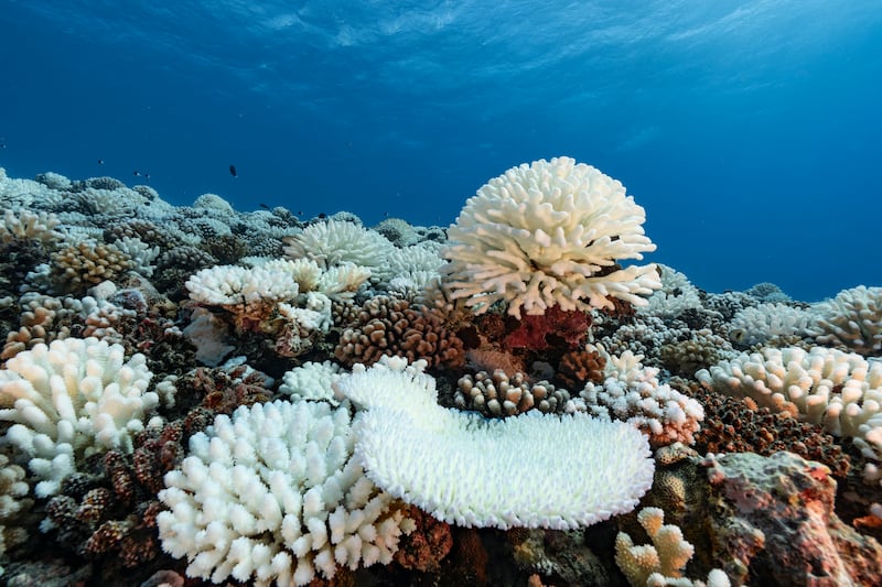 A view of major bleaching on the coral reefs of the Society Islands on May 9, 2019 in Moorea, French Polynesia.