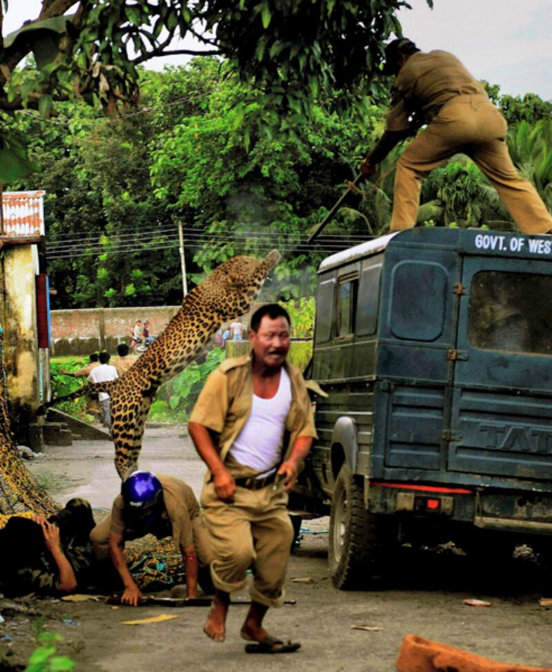 galleries/2011/07/20/leopard-attack-in-india/leopard-attack4_w7nqaa