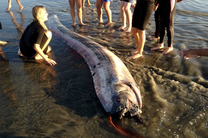 articles/2013/10/23/fishy-mystery-are-beached-oarfish-trying-to-tell-us-something/131021-oarfish-tease_xrbvlx