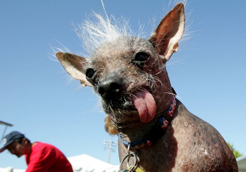 galleries/2009/06/28/worst-in-show-the-best-of-the-world-s-ugliest-dog-contest/ugly-dogs-01_eg6tao