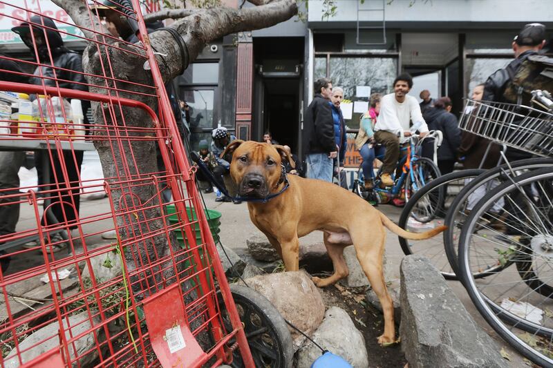 articles/2012/11/07/how-pets-survived-hurricane-sandy/animals-displaced-by-sandy-ellison-tease_weggjq