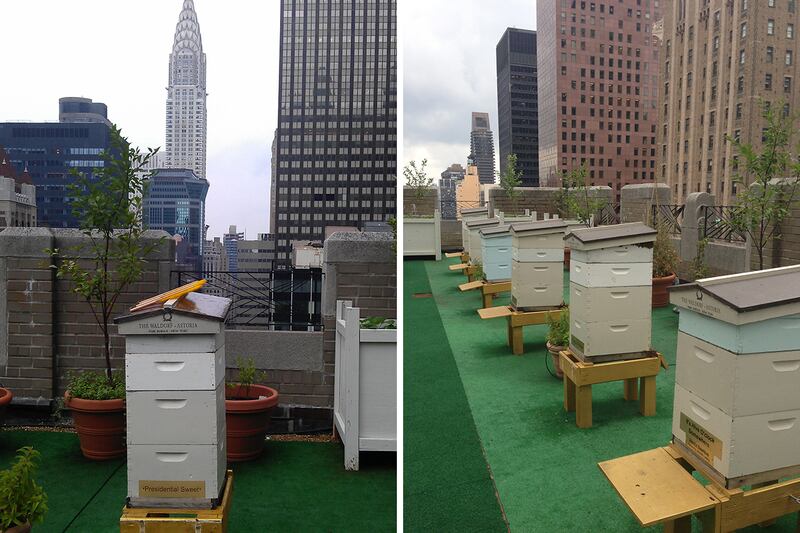 articles/2013/08/03/honey-harvest-at-the-waldorf-astoria-s-beehives/130802-dzieza-bees-embed2_bleu6y