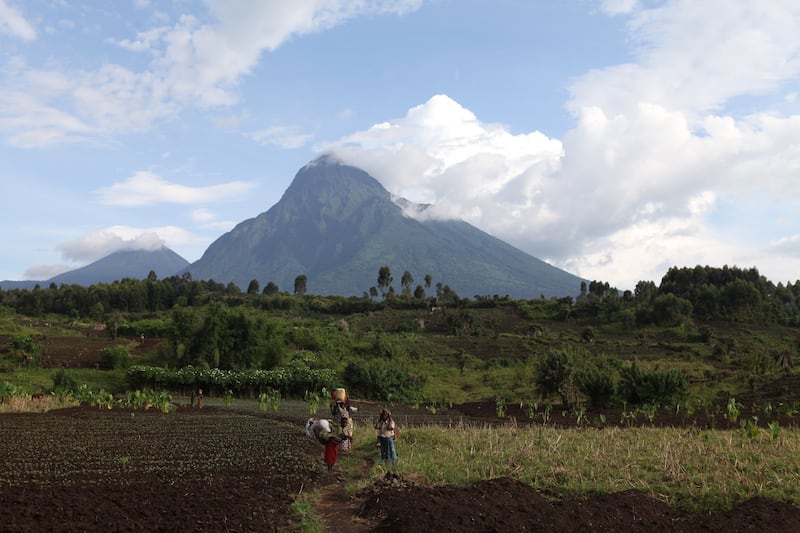 galleries/2014/04/25/the-battle-for-the-world-s-last-mountain-gorillas-photos/140425-virunga-park13_xbtzt7