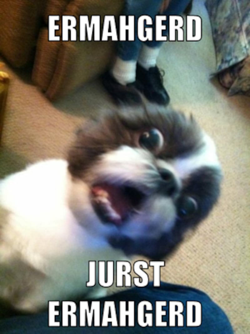 galleries/2012/06/23/meme-of-the-week-ermahgerd-animals/meme-of-the-week-ermahgerd-animals-4_wxsiud