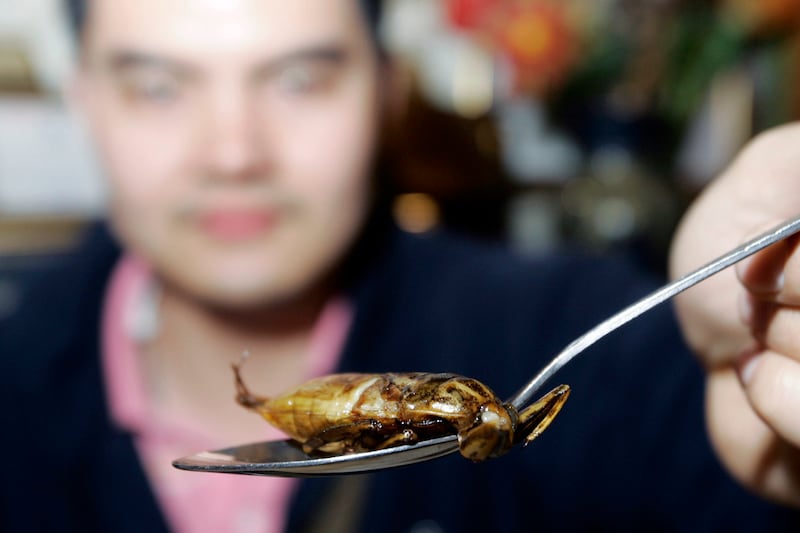 articles/2012/04/24/forget-the-starbucks-backlash-we-should-be-eating-more-bugs/eating-insects-stone_jgoiqd