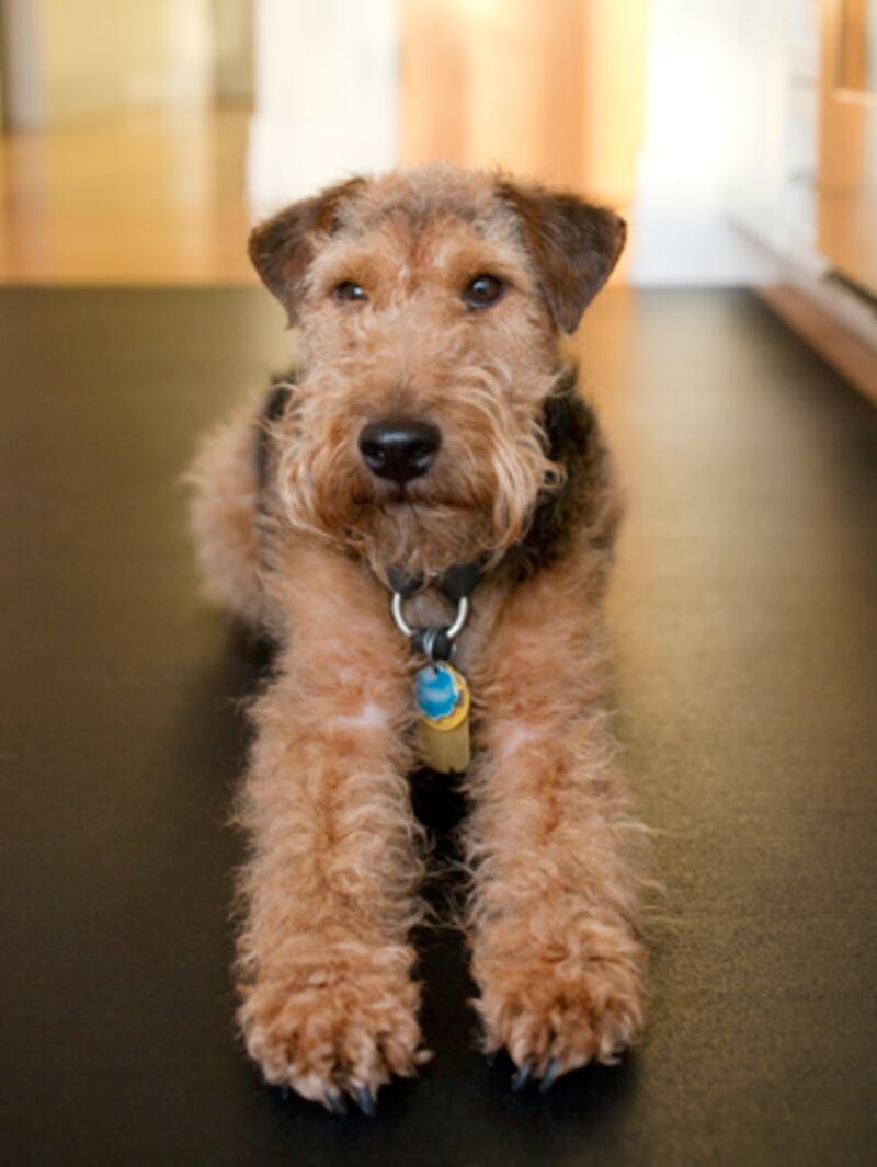 galleries/2011/02/14/2011-westminster-dog-show/westminster-dogs---airedale-terrier_rvan8z