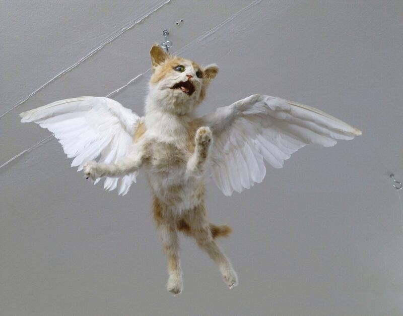 galleries/2014/09/06/the-crappiest-taxidermy-in-the-entire-world-photos/140903-crap-taxidermy-14_aw1hwh