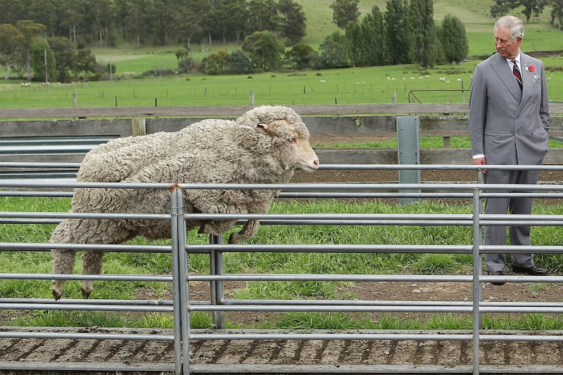 articles/2012/11/08/photo-special-charles-and-the-leaping-sheep/chaz-sheep-jump_faobxc