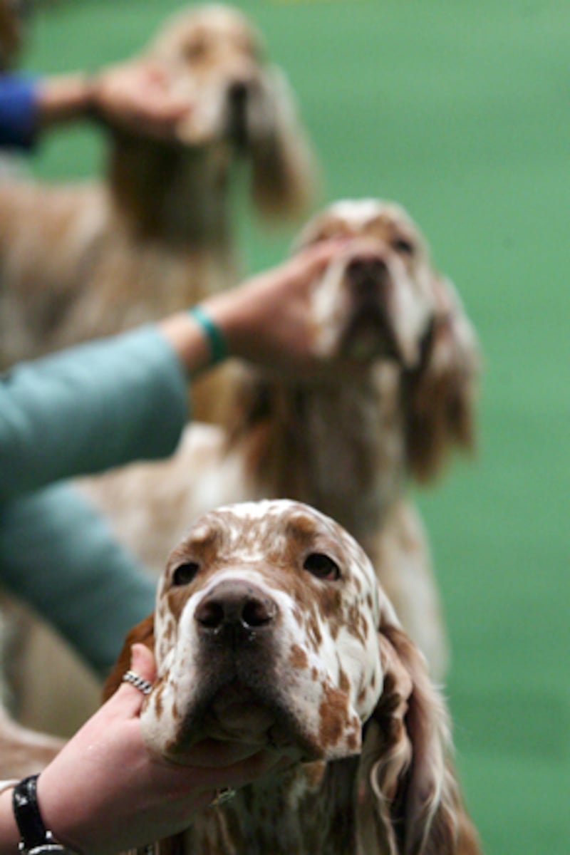 galleries/2011/02/14/2011-westminster-dog-show/westminster-dogs---english-setter_jusmfh