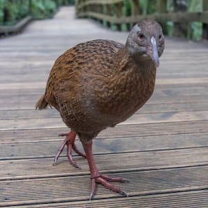 A weka bird searches for food in New Zealand.