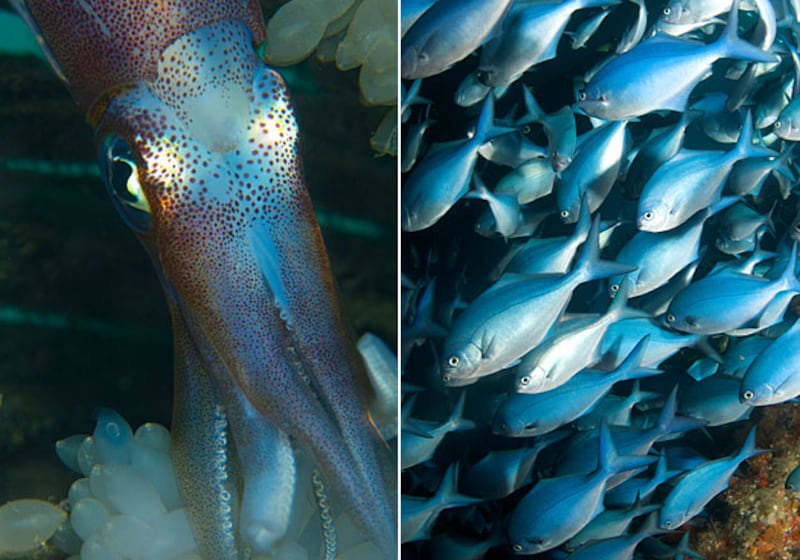 galleries/2010/11/28/animal-iqs/animal-iqs---cephalopods-fish_qnpu94